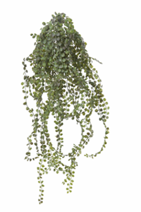 Decoflorall Siererwt hang l55cm groen header Supermooie Hangplant