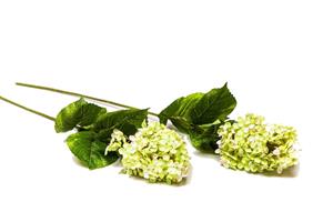 Van Manen Hydrangea Microphela kunst-hortensia
