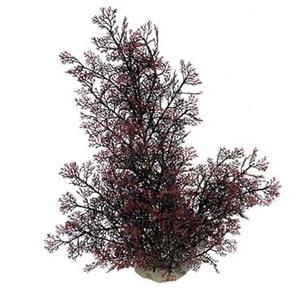 Aqua D'ella Phoenix plant XL - Rood