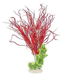 Aqua D'ella Plant lily grass