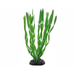 Hobby Plant Vallisneria 60CM