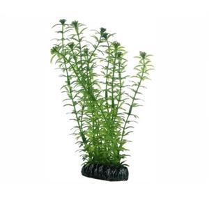 Hobby Plant Lagarosiphon 7CM