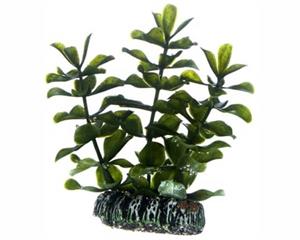 Hobby Plant Bacopa 7CM