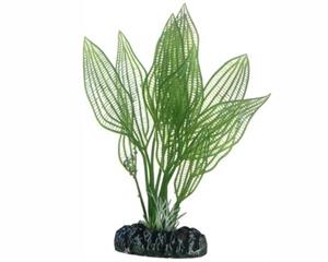 Hobby Plant Aponogeton 16CM