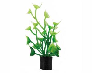 Hobby Plant Cardamine Mini