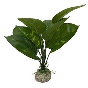 Aqua D'ella Anubias plant 24 cm