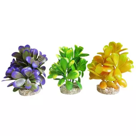 Sydeco Pebble Plant 14CM