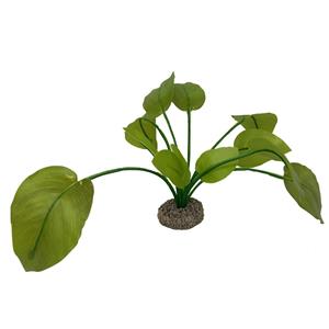 Aqua D'ella Anubias plant 17 cm