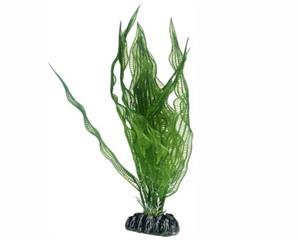 Hobby Plant Aponogeton 25CM