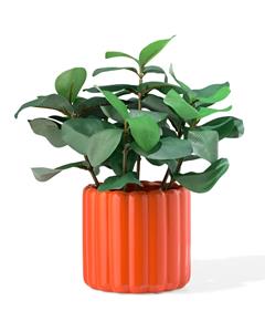 HEMA Bloempot 14x12x13cm Keramiek Ribbel Oranje (oranje)