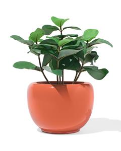 HEMA Bloempot 20x12.7x14cm Keramiek Terra (terra)