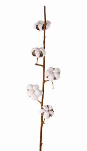 Decoflorall Katoentak (cotton spray) 90cm, 5 bloemen kunst Premium-Quality