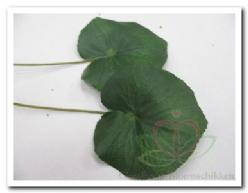 Decoflorall Blad zijde Lotus/Galaxblad +/- 10 cm./stuk Blad zijde Lotu