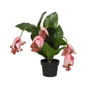 Decoris De  Kunstplant Medinilla In Pot Is Een Levensechte En Onderhoudsvrije