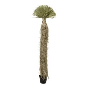 Kare Design Kunstplanten Yucca 240cm 