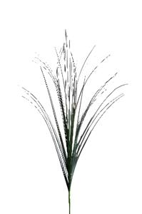 Emerald Seed grass spray x3 cream 80 cm  - 