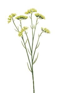 Emerald Statice spray green 67 cm  - 