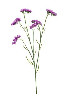 Emerald Statice spray purple 67 cm  - 