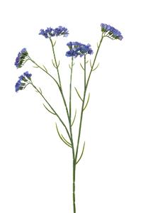 Emerald Statice spray blue 67 cm  - 