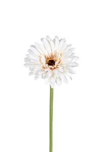 Louis maes Gerbera l58cm beige kunstbloem  - 