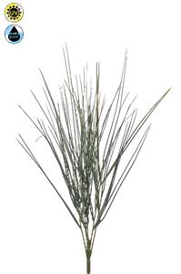 Emerald Cytisus bush x6 UV 52 cm  - 
