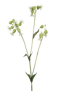 Emerald Silene spray white/green 80 cm  - 