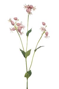 Emerald Silene spray pink 80 cm  - 