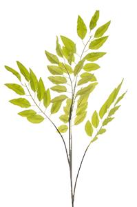 Emerald Pistacia chiensis lt green 114 cm  - 