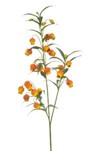 Emerald Sandersonia spray x3 orange 110 cm  - 
