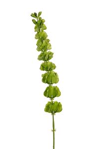 Louis maes Molucella l95cm groen kunstbloem  - 