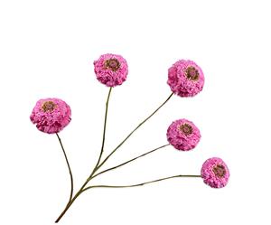Silkka Zinnia tak lavendel 91 cm Silk-Ka - 