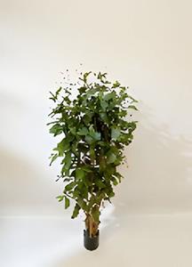 Oosterik home Dracaena surculosa 150 cm kunstplant  - 