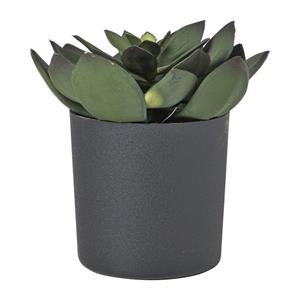 Xenos Kunstplant vetplant in pot - groen/zwart - 25 cm