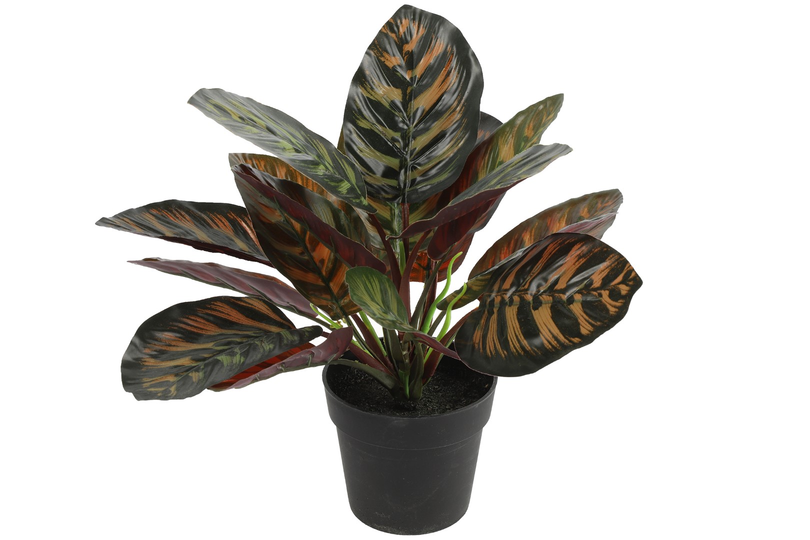 Countryfield Calathea groen - 