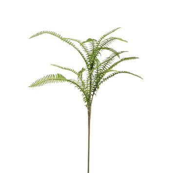 Emerald Fern boston mix spray 60 cm - 