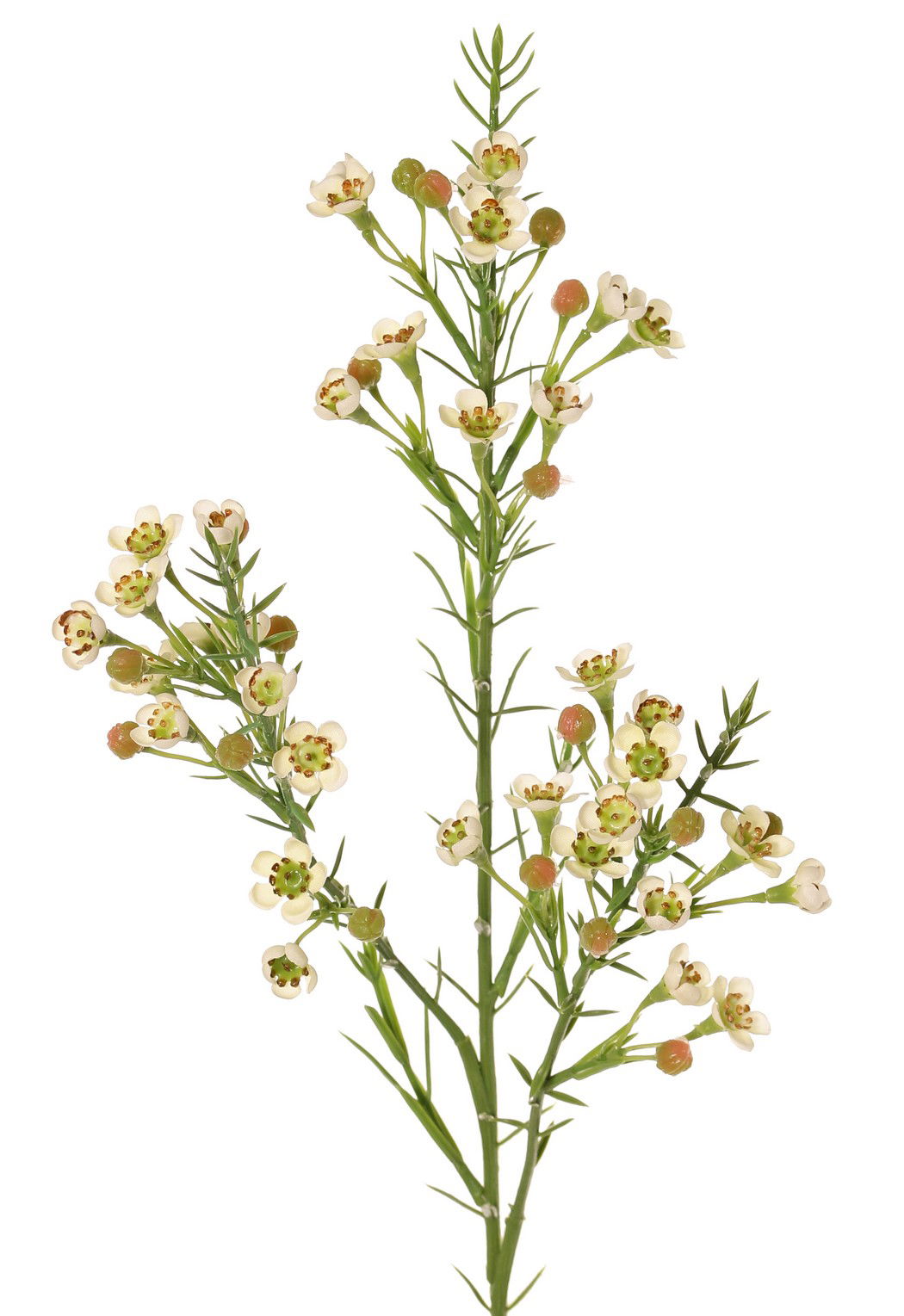Top art Waxbloem Chamelaucium uncinatum met 36 bloemen & 18 plastic knoppen 63 cm - 