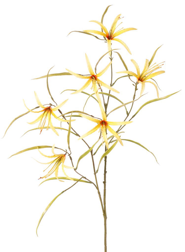 Top art Lelie Spider Lycorisspinlelie vertakt met 6 bloemen & 24 blaadjes 94 cm - 