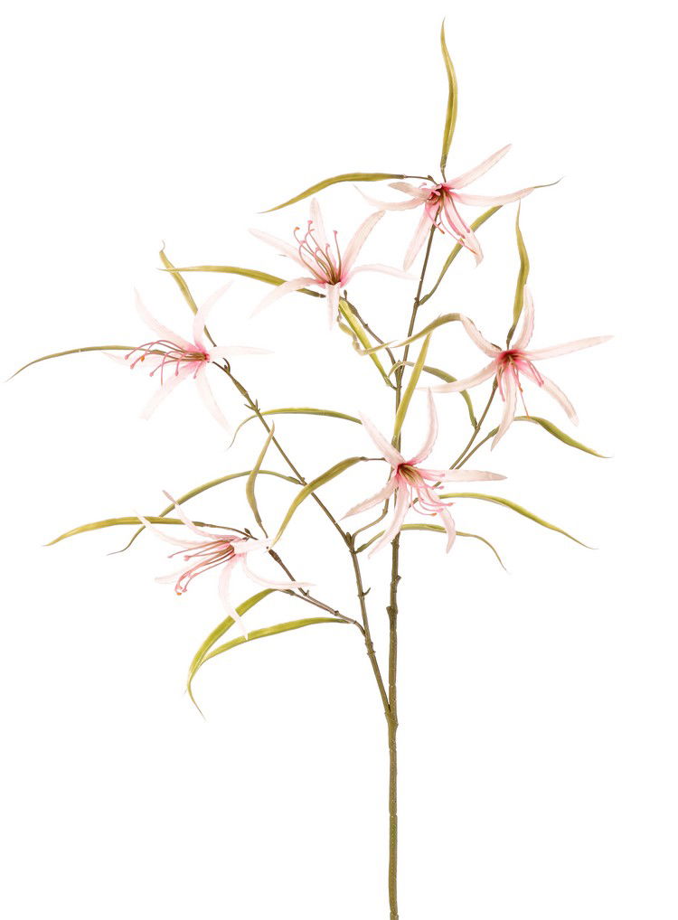 Top art Lelie Spider Lycorisspinlelie vertakt met 6 bloemen & 24 blaadjes 94 cm - 