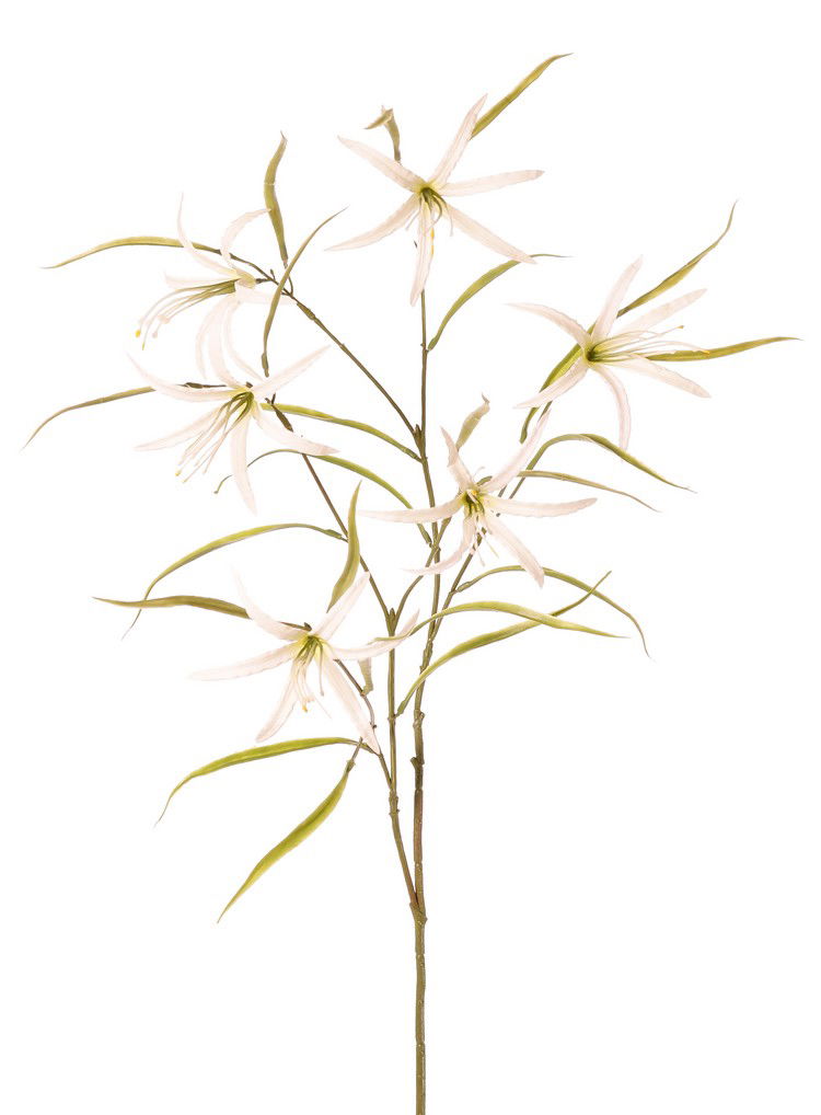 Top art Lelie Spider Lycorisspinlelie vertakt met 6 bloemen & 24 blaadjes 94 cm - 